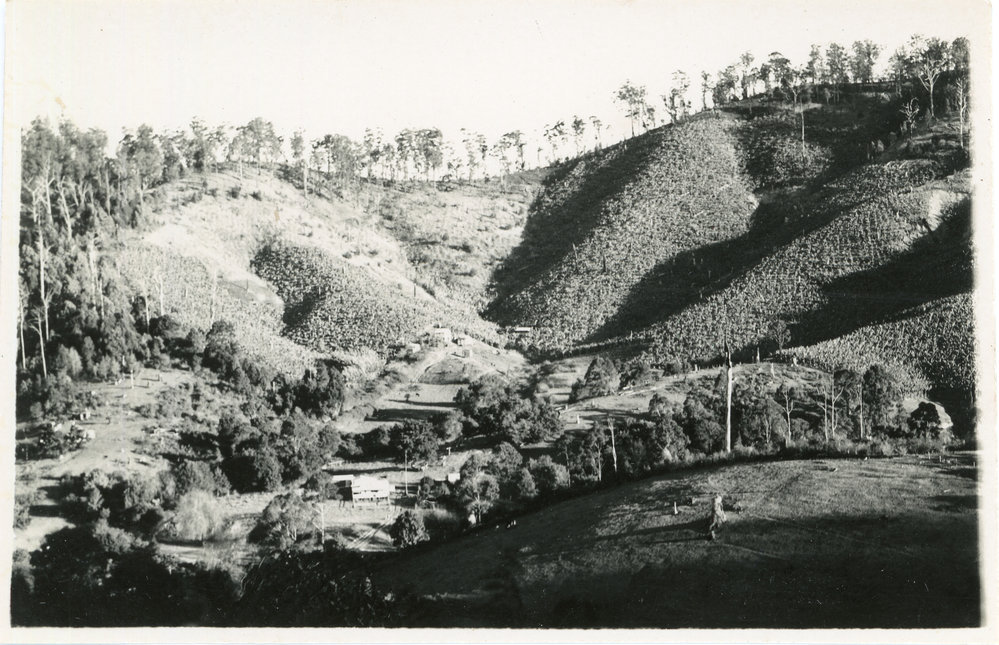 Banana plantations on Bruxner Park Road