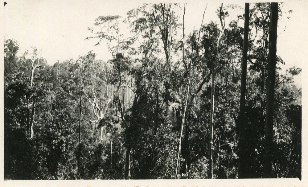Karangi bushland, 1930