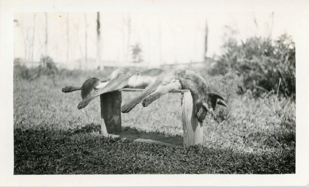 Dead dingo at Otley farm, 1930