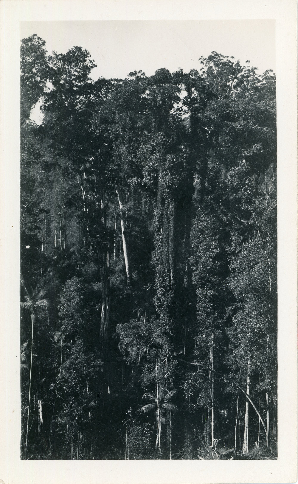Rainforest at Otley, 1930