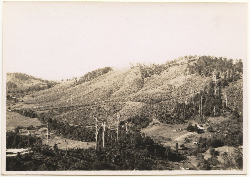 Banana plantations, c. 1940s
