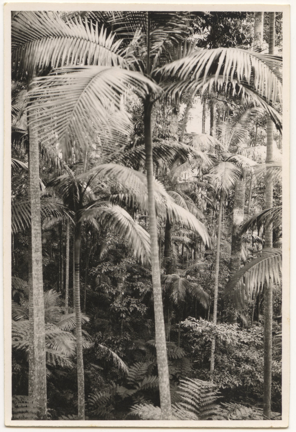 Palm trees in rainforest, c. 1940s