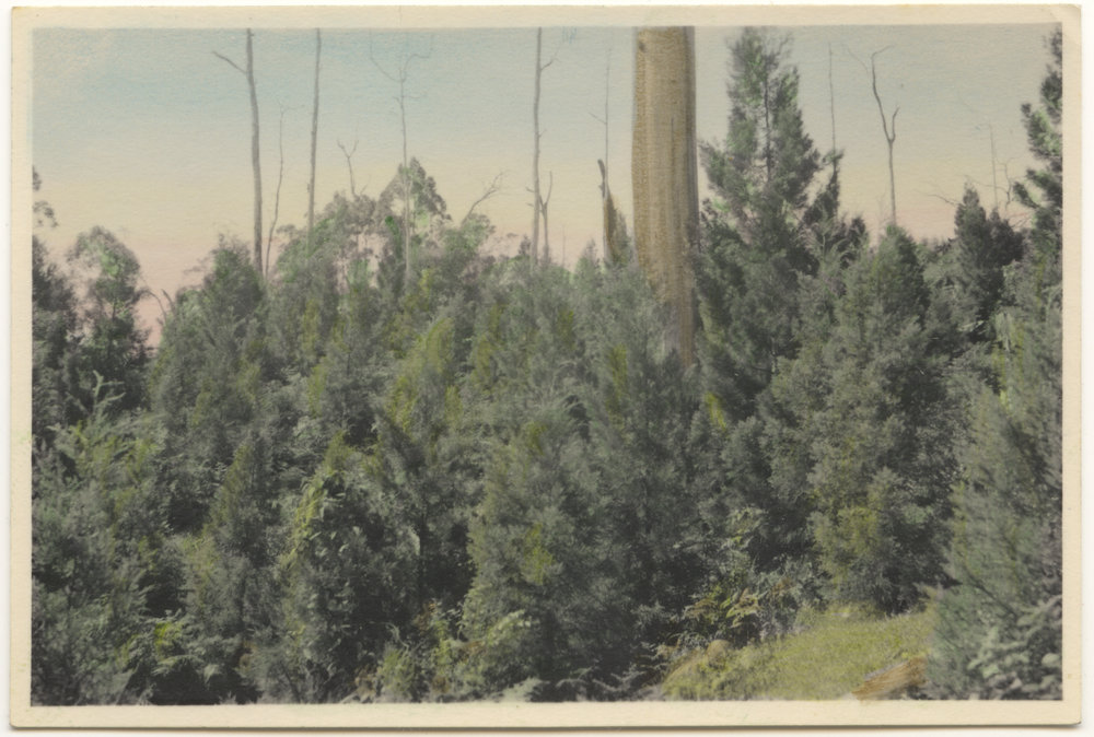 Pine trees, c. 1940s