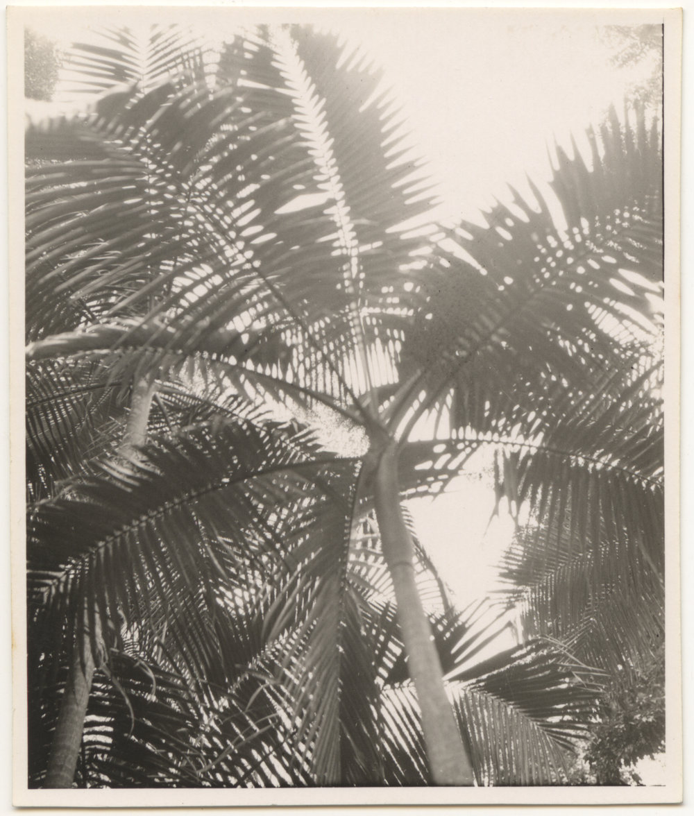 Palm trees, c. 1940s