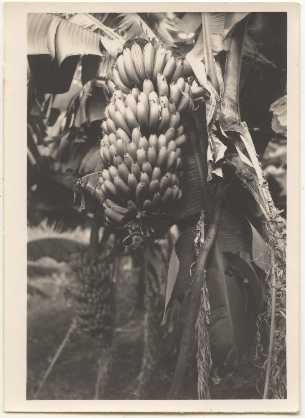 Banana bunches, c. 1940s