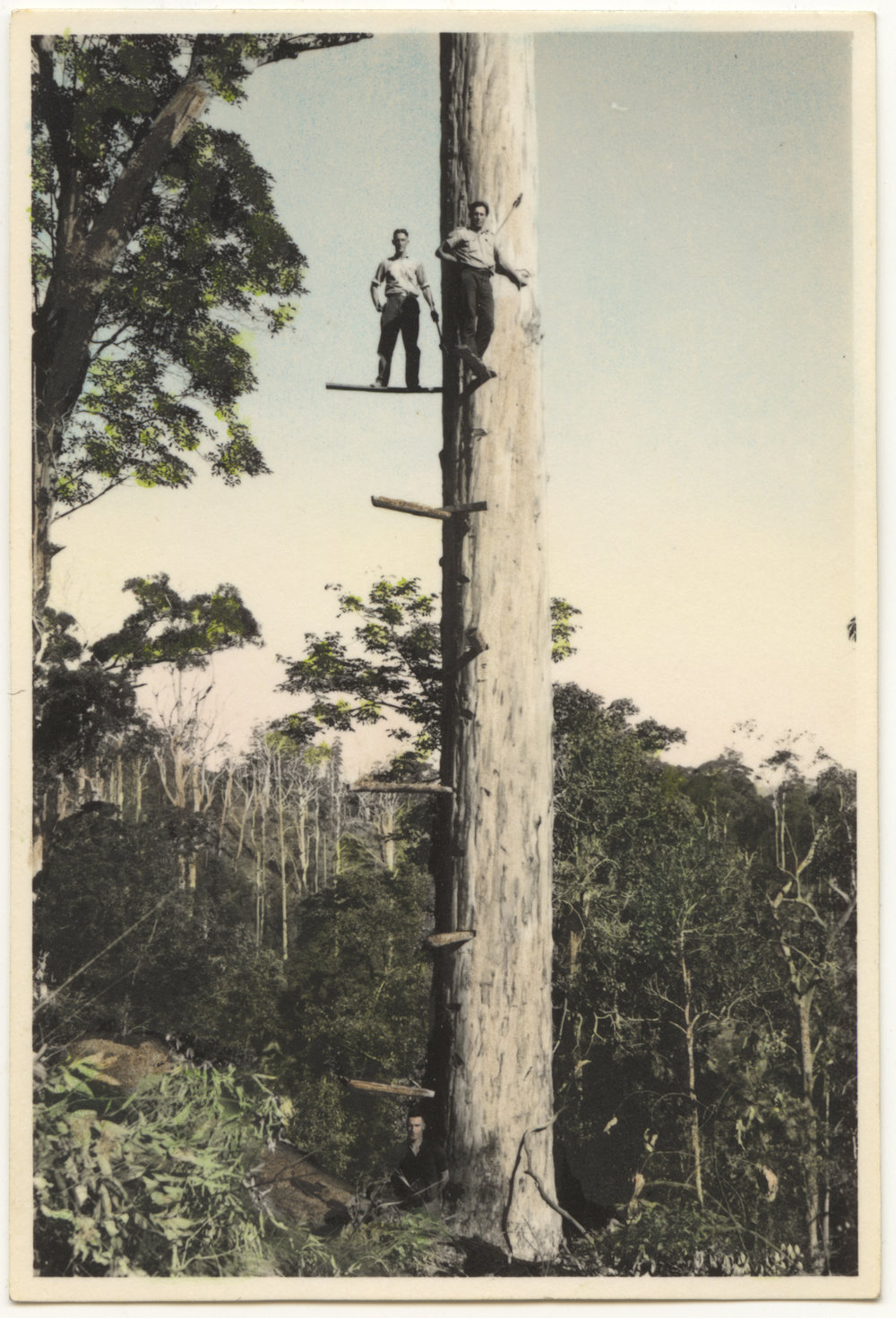 Tree felling, c. 1940s