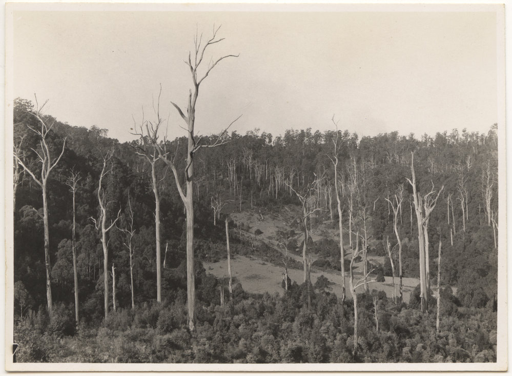 Portion of Otley farm, Karangi, 16 August 1946