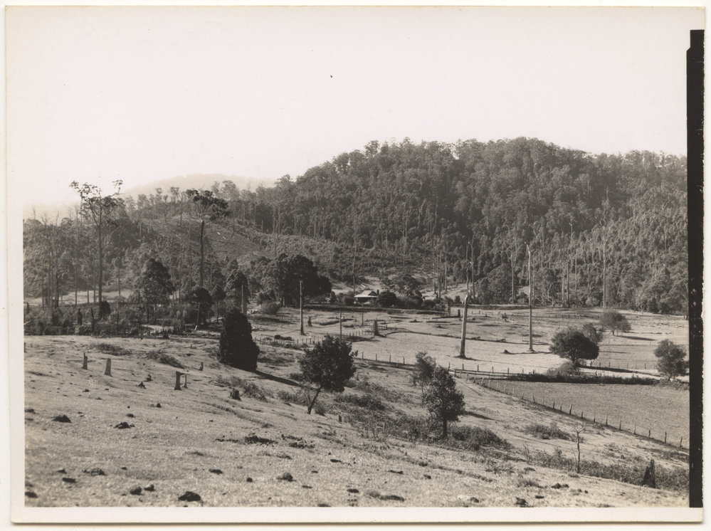 Otley farm at Karangi, 30 August 1946