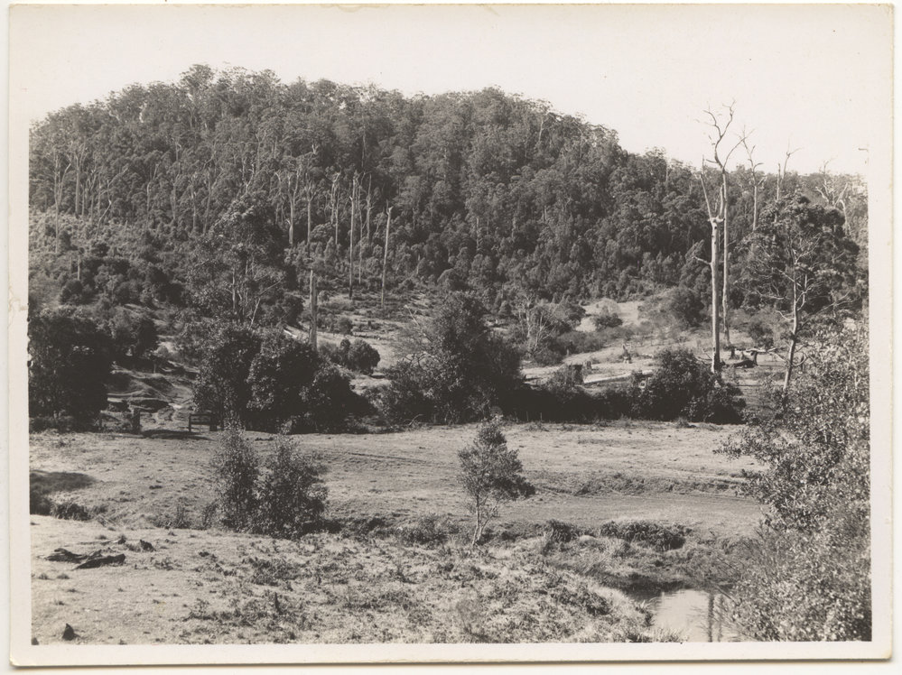 Otley farmland, Karangi, 22 September 1946