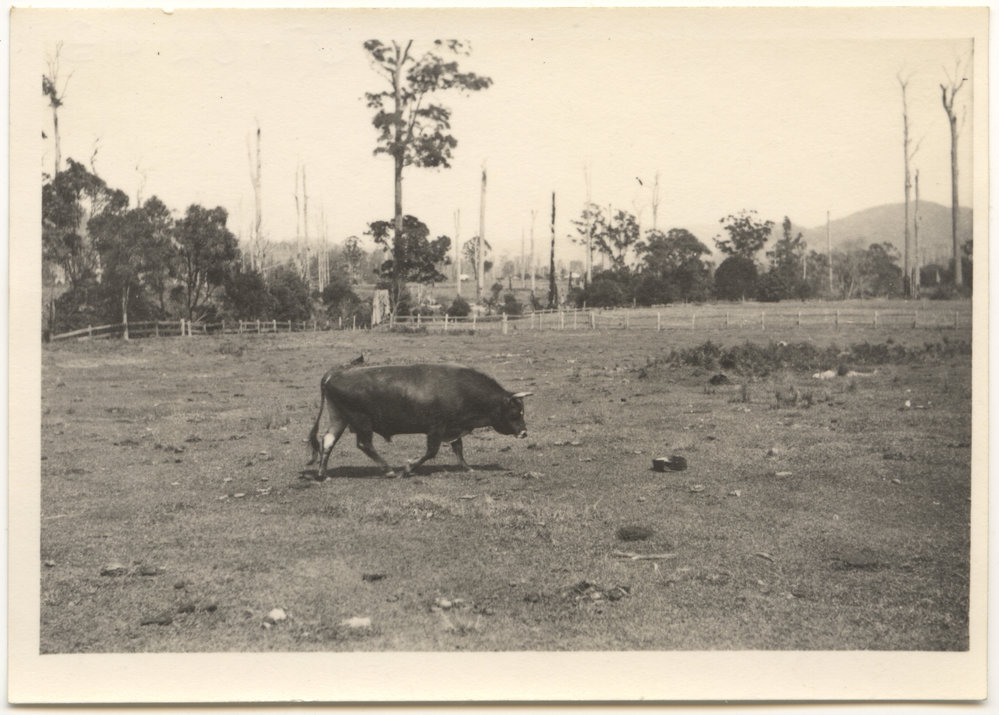 Bull at Otley, Karangi, c. 1940s