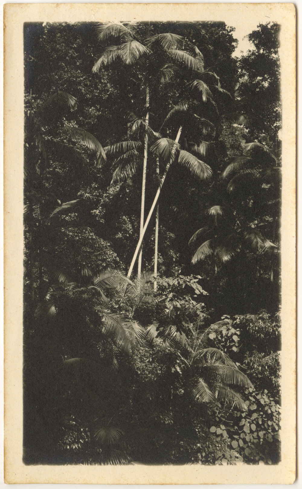 Bangalow palms near gold mine tunnel, Karangi, 1930