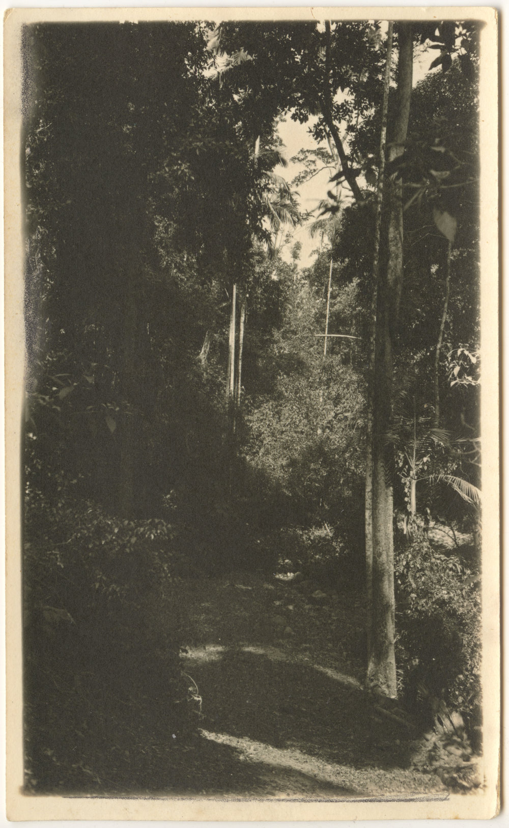 Rainforest near Otley farm, 1930