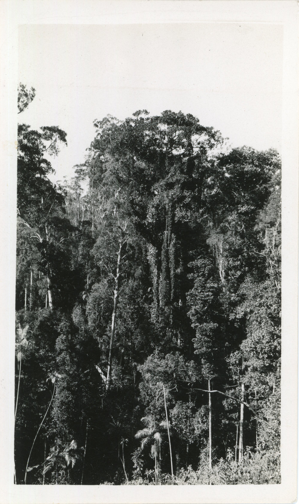 Sub-tropical vegetation, c. 1932
