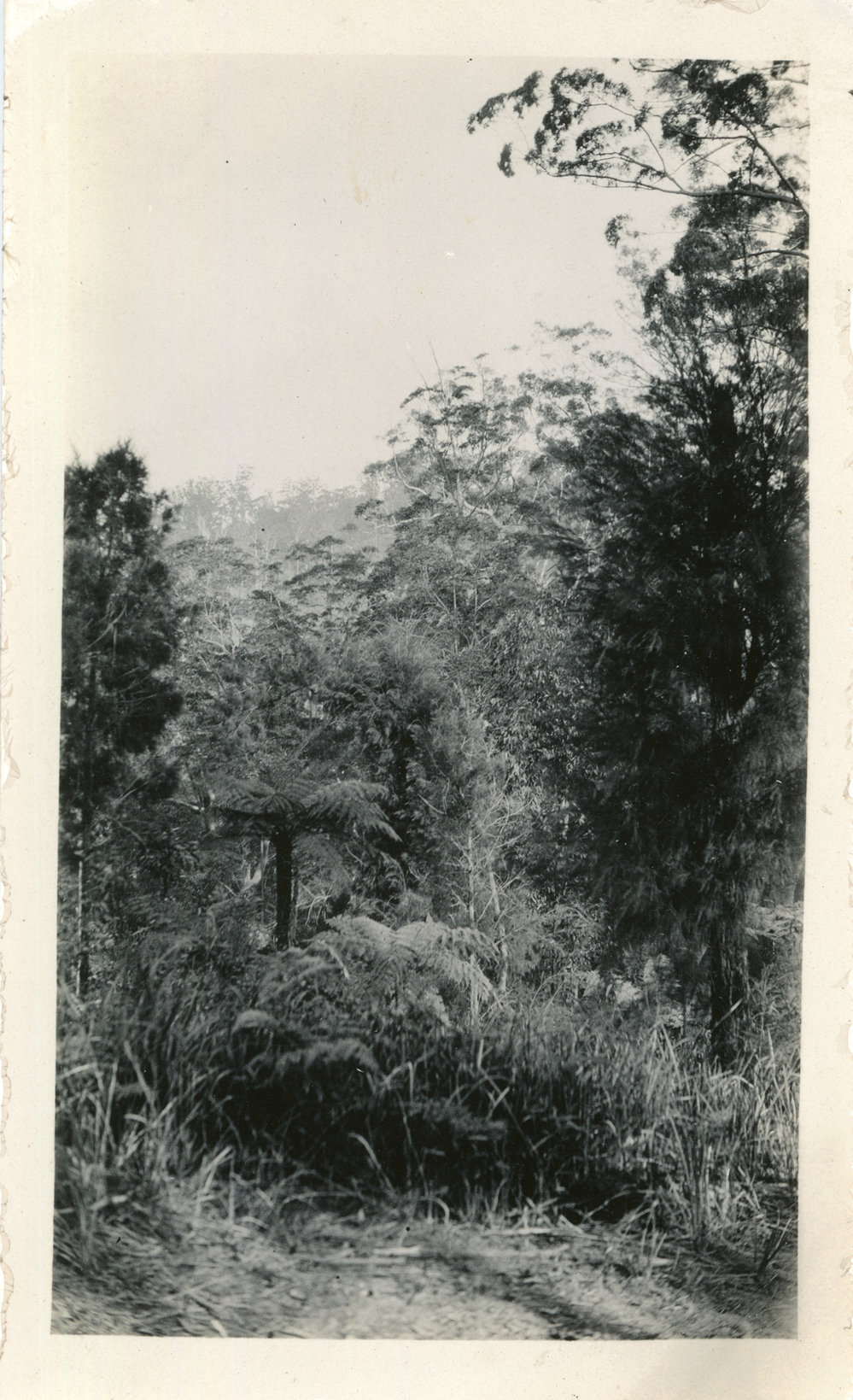 Sub-tropical vegetation, c. 1930