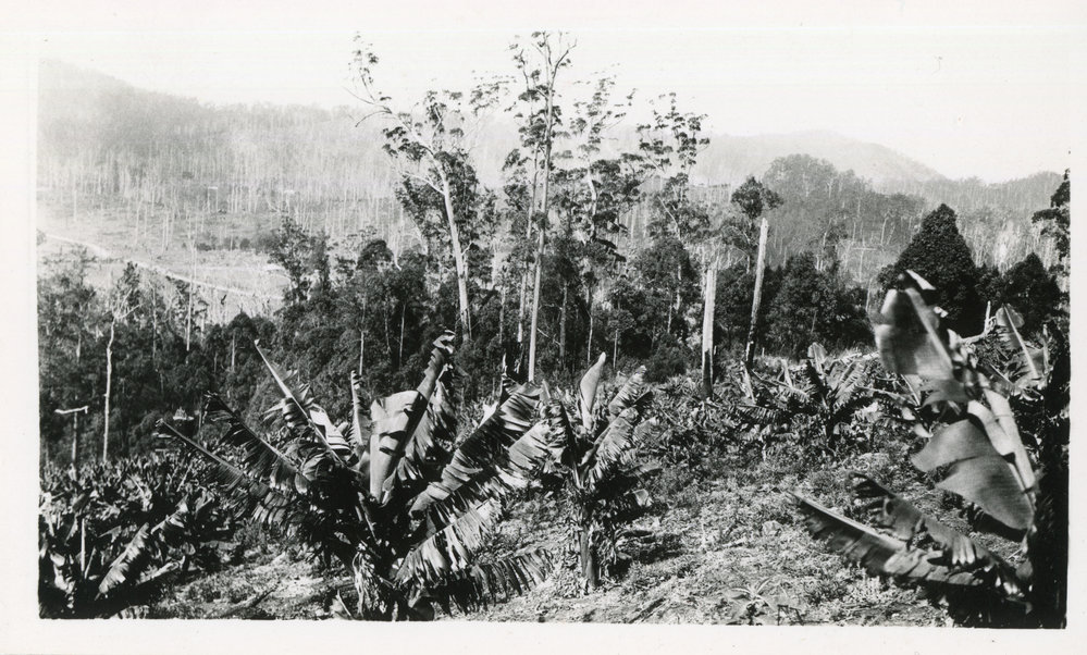 Banana plants, 1930 - 1933