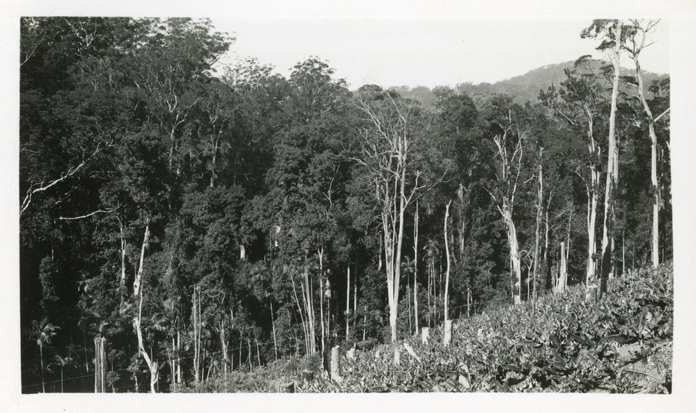 Banana plantation, c.1933