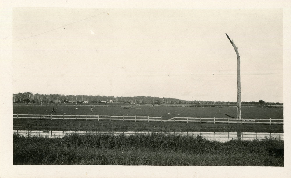 Land clearing at Raleigh, 1930