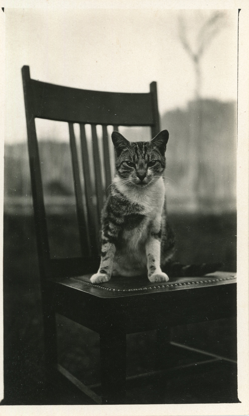 Otley cat Freddie, 1930