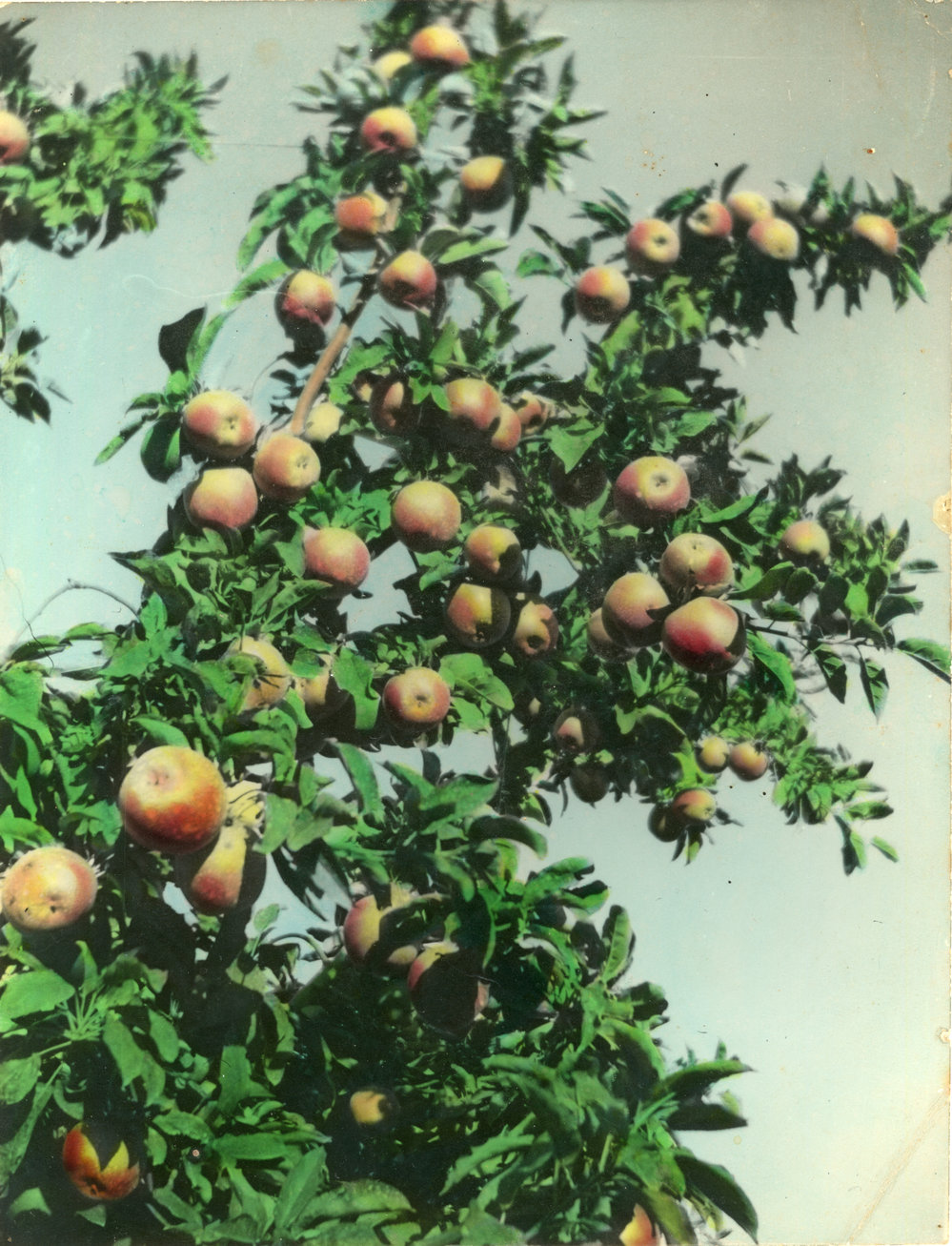 Bountiful apple tree