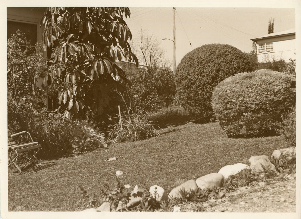 Garden with noxious umbrella tree