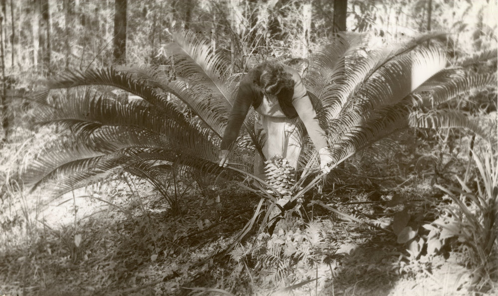 Viewing an Australian cycad
