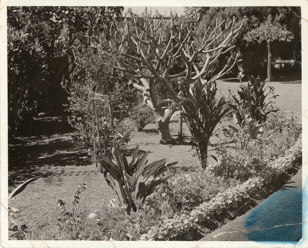 Frangipani garden