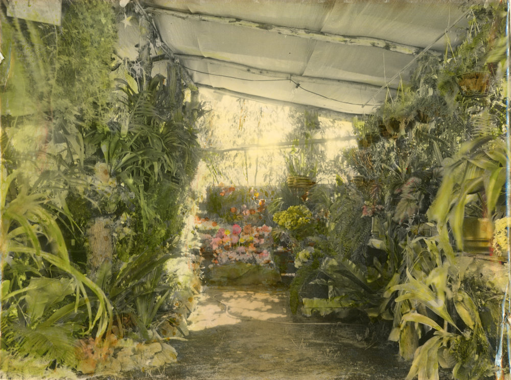Indoor tropical garden