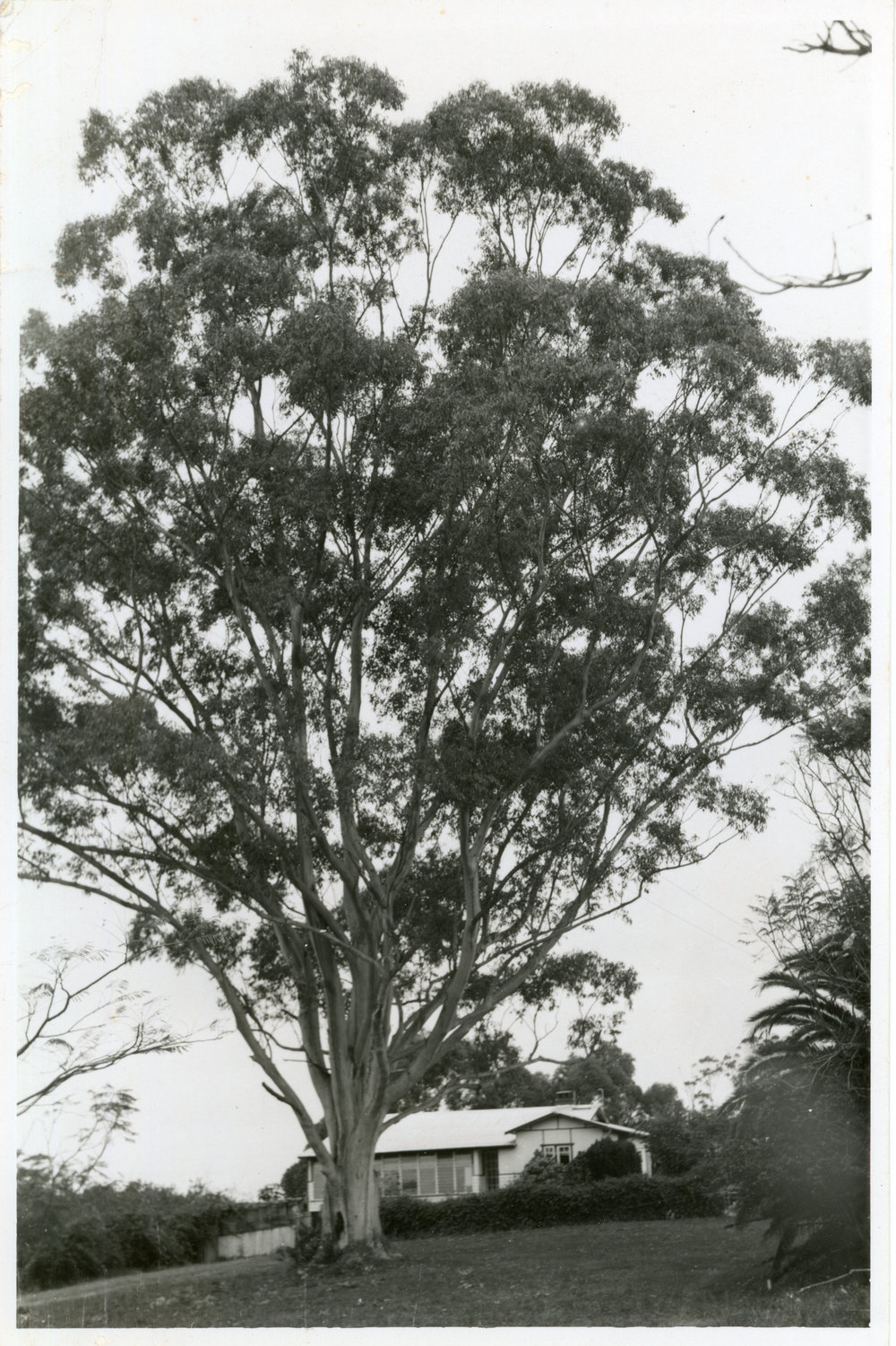 Tall eucalypt