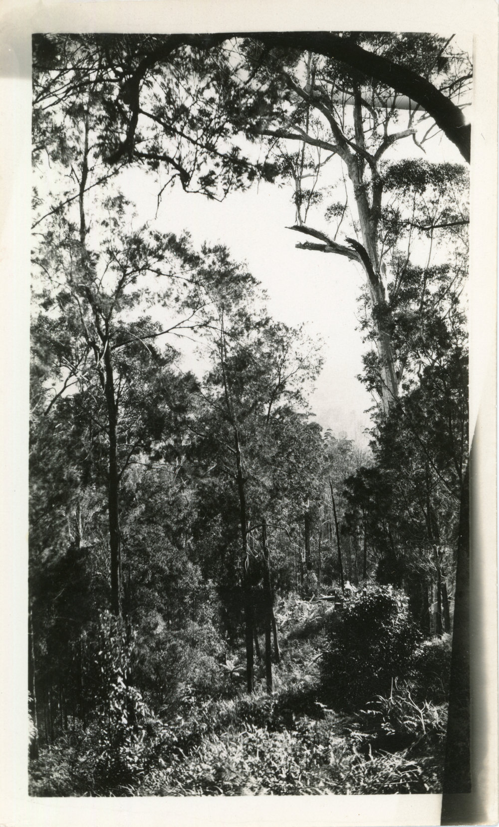 Sub-tropical rainforest, c.1930
