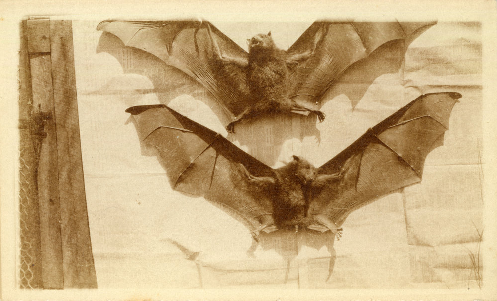 Two bats at Otley, 1930