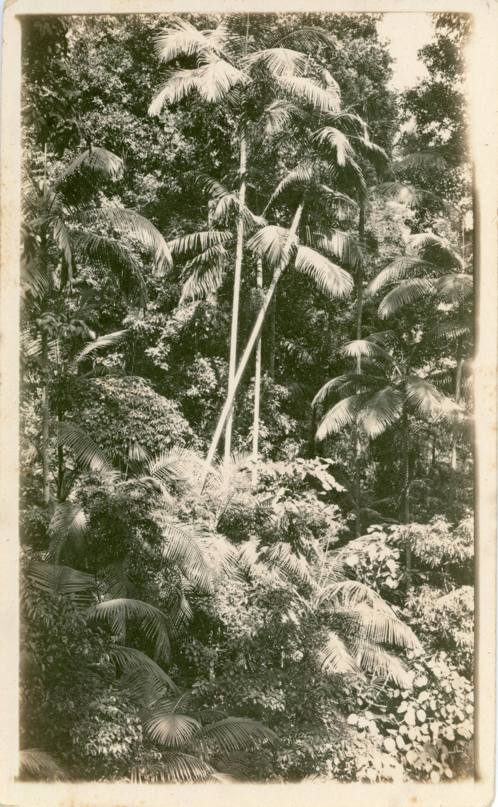 Sub-tropical rainforest, c. 1930