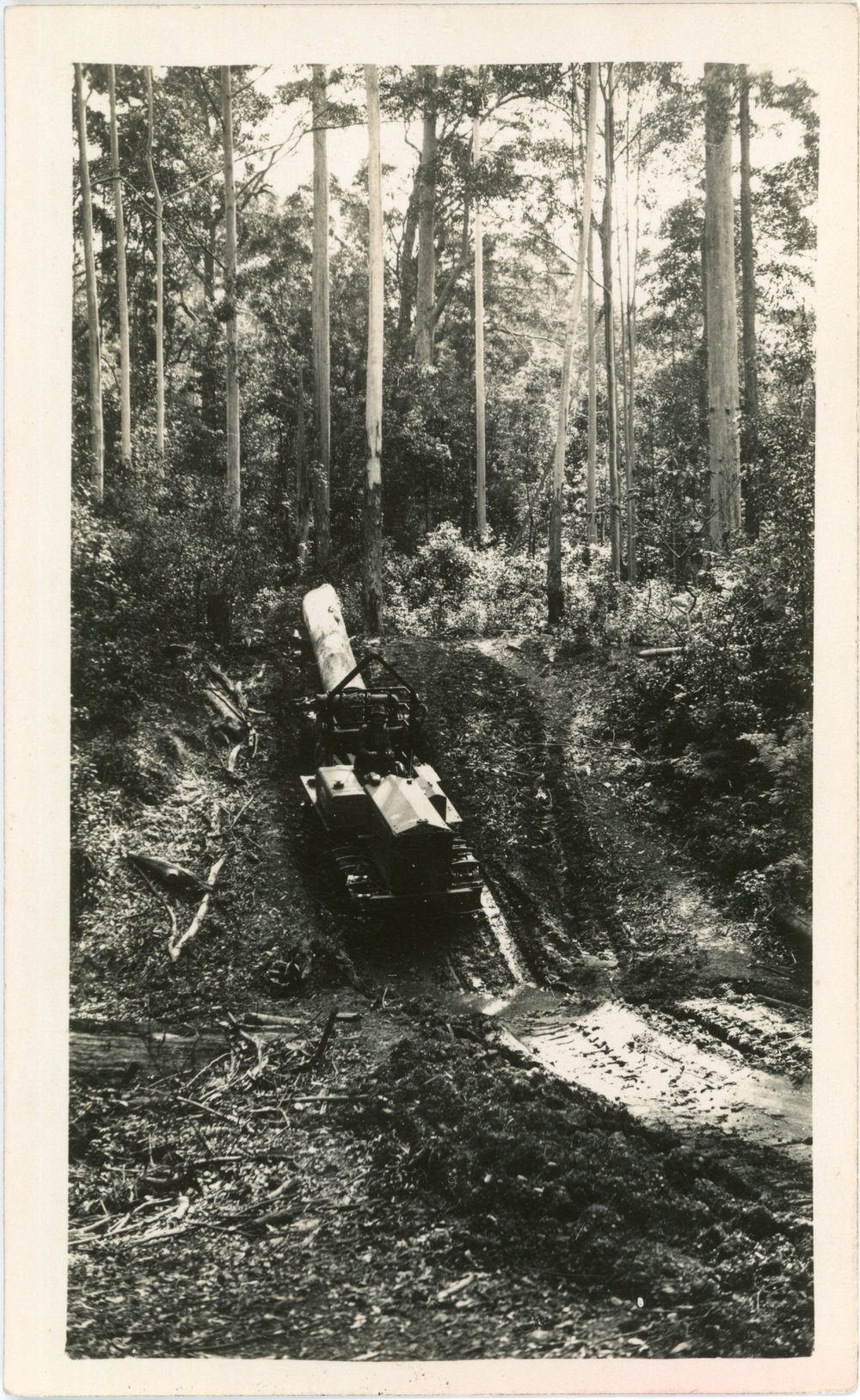 Log-hauler in the bush, 1930