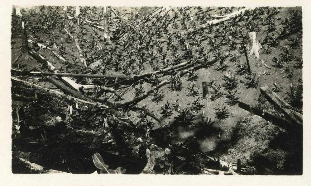 J. Lee's banana plantation at Otley, November 1931