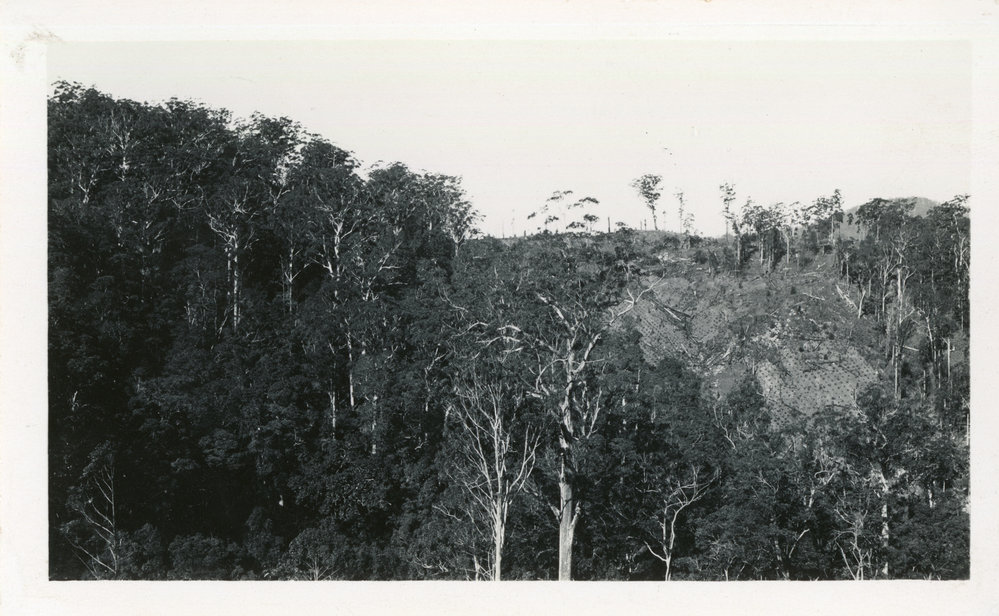 A banana plot at Otley, c.1930