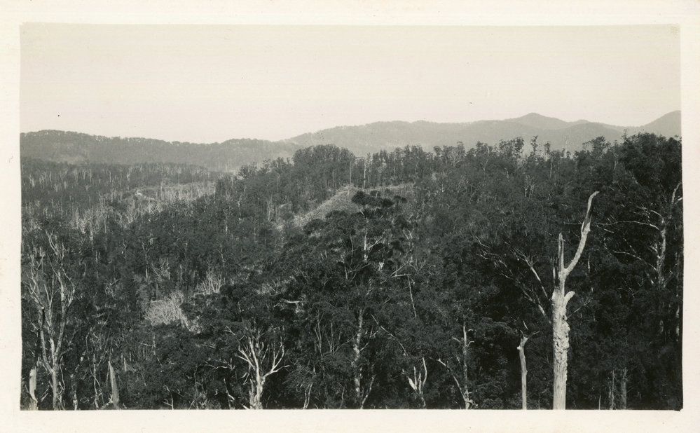 A banana plot at Otley, c.1930