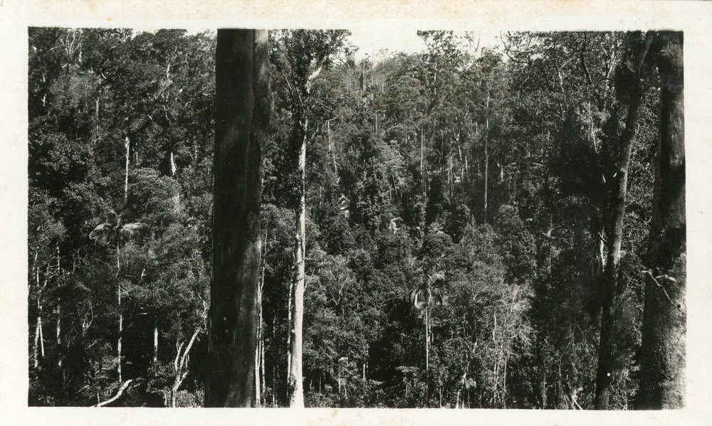 Hardwood forest, 1929 - 1930