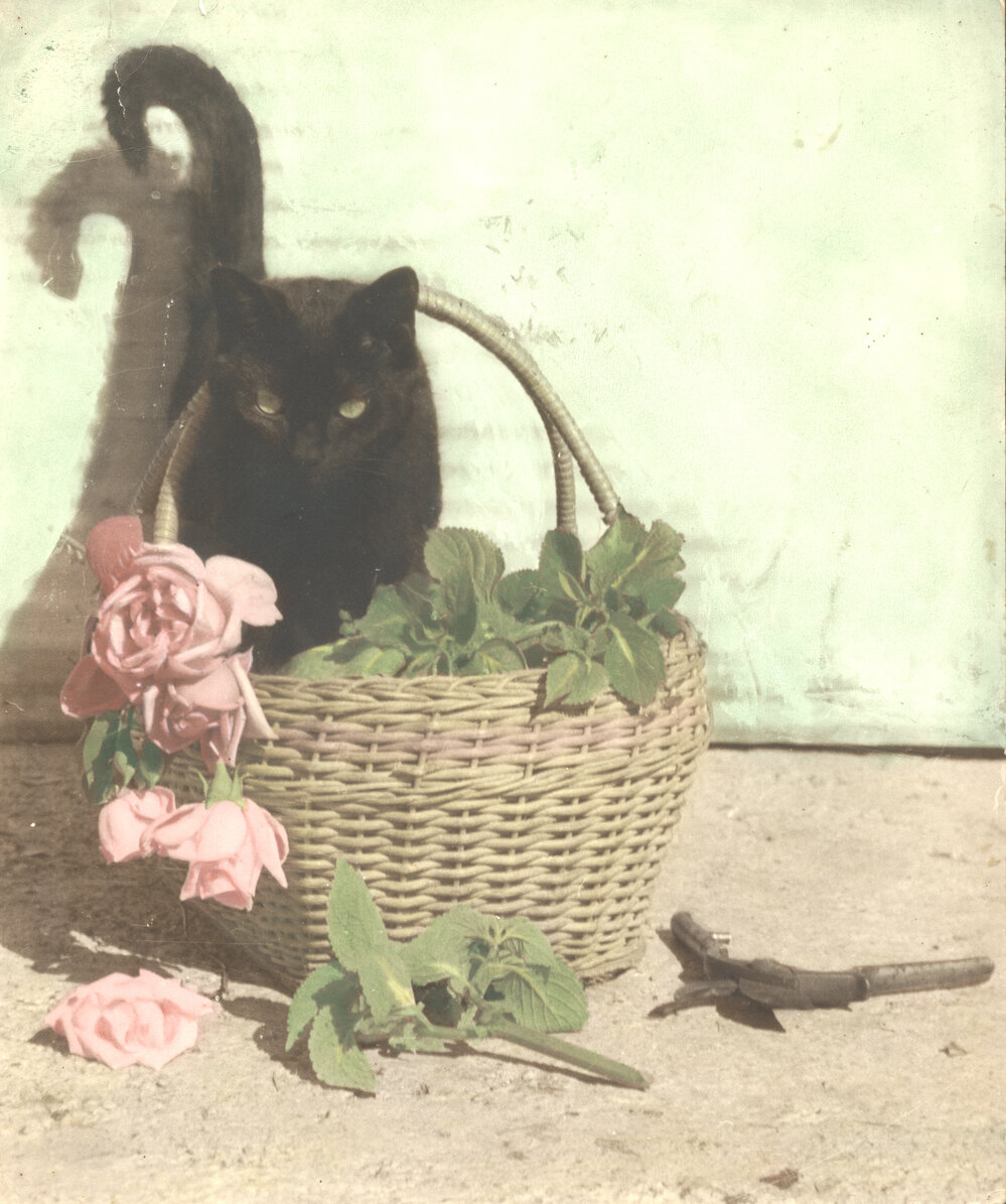 Black cat