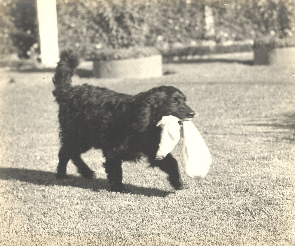 Black spaniel