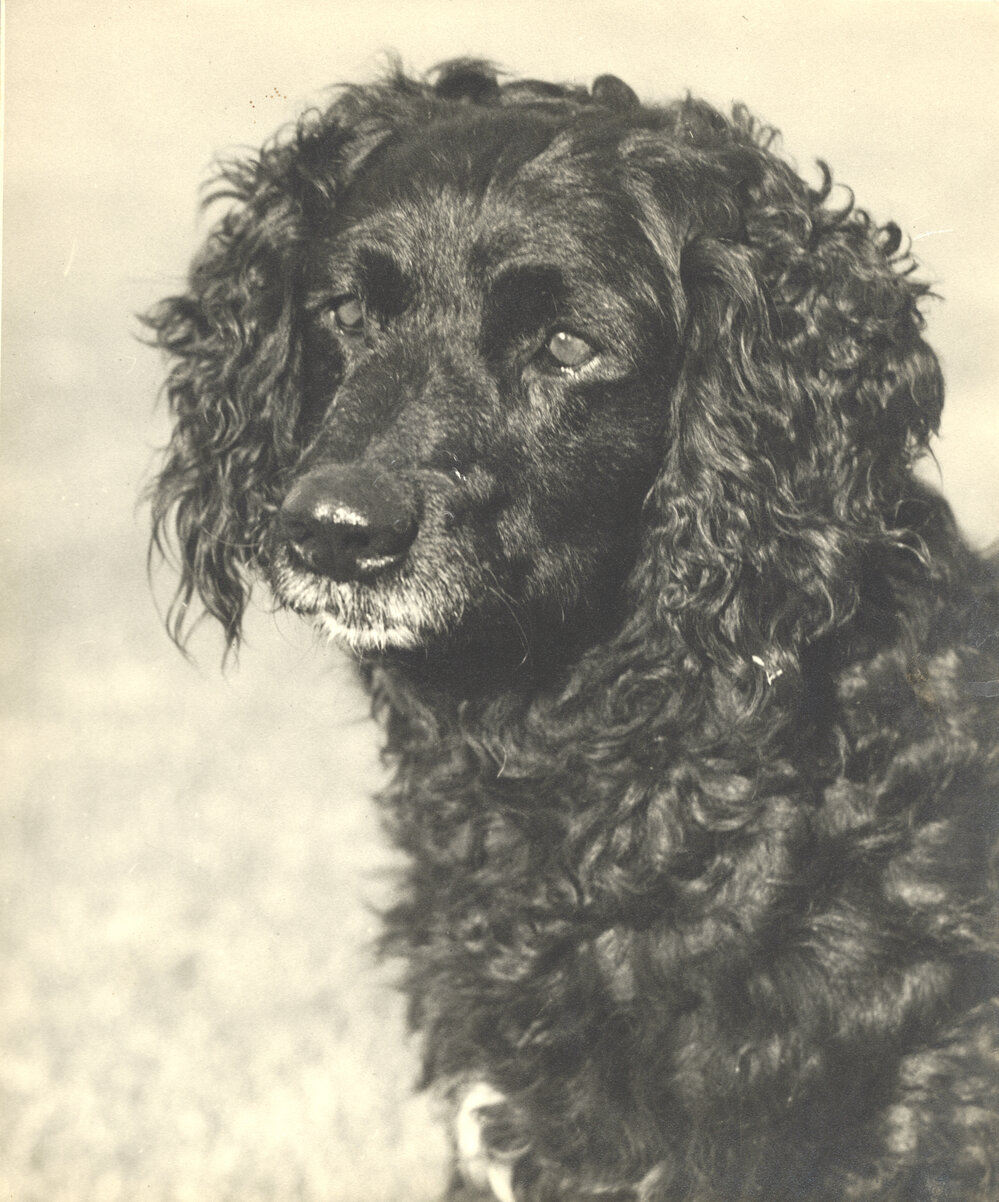 Black spaniel