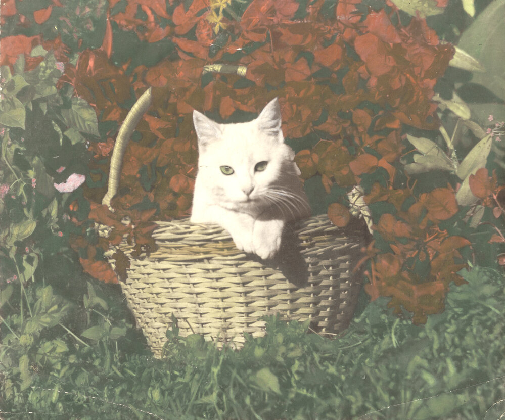 White cat in faux floral arrangement
