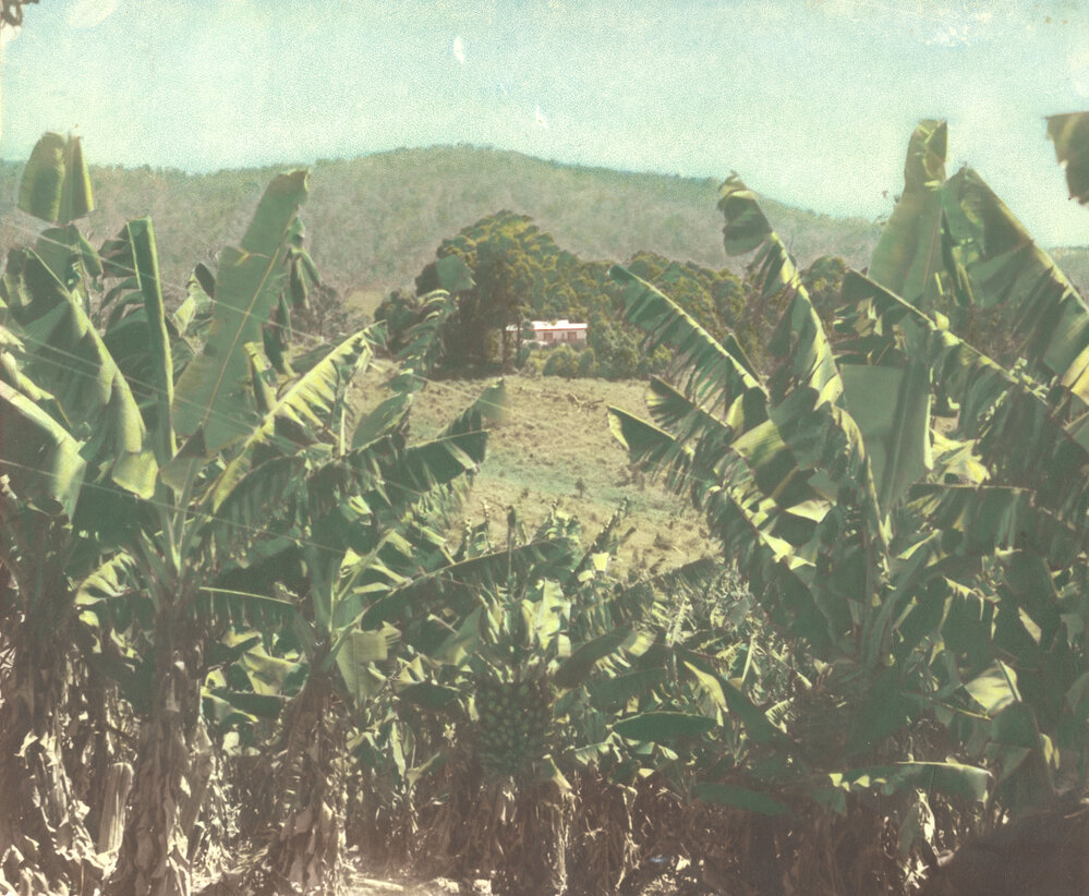 Banana plantation 