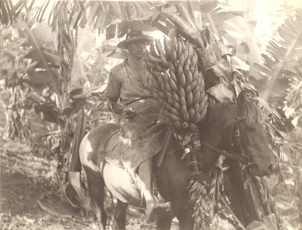 Harvesting bananas while on horseback