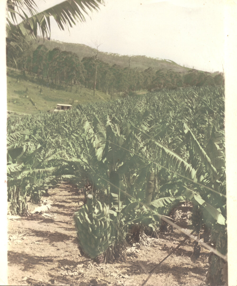 Banana plantation