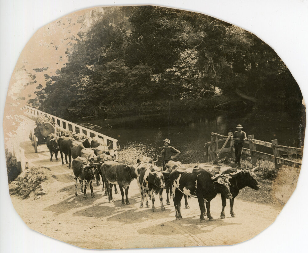 Bullock team on Coramba Bridge, c. 1908