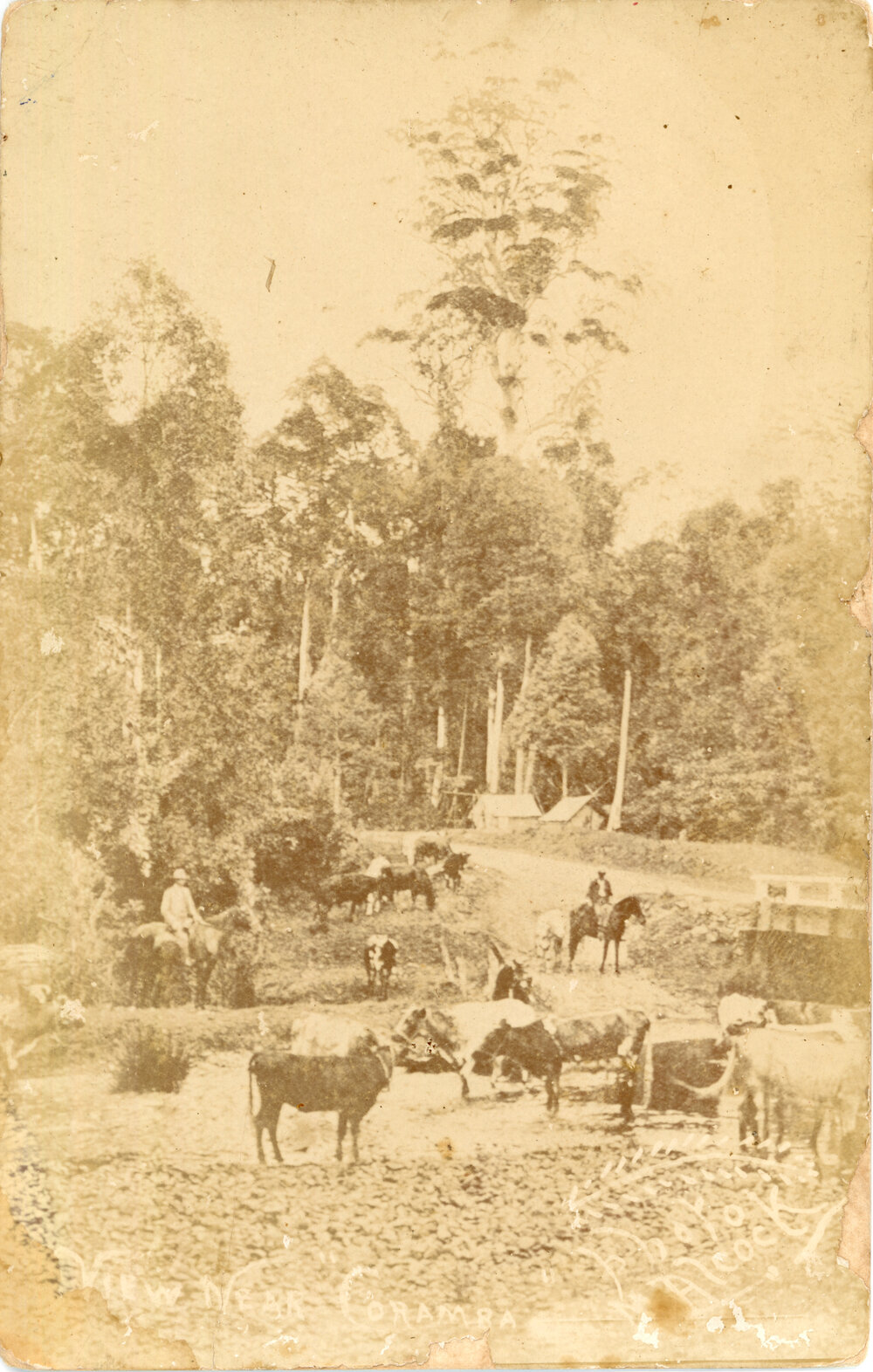 Cattle and horses at Coramba Junction on Star Creek, c.1915