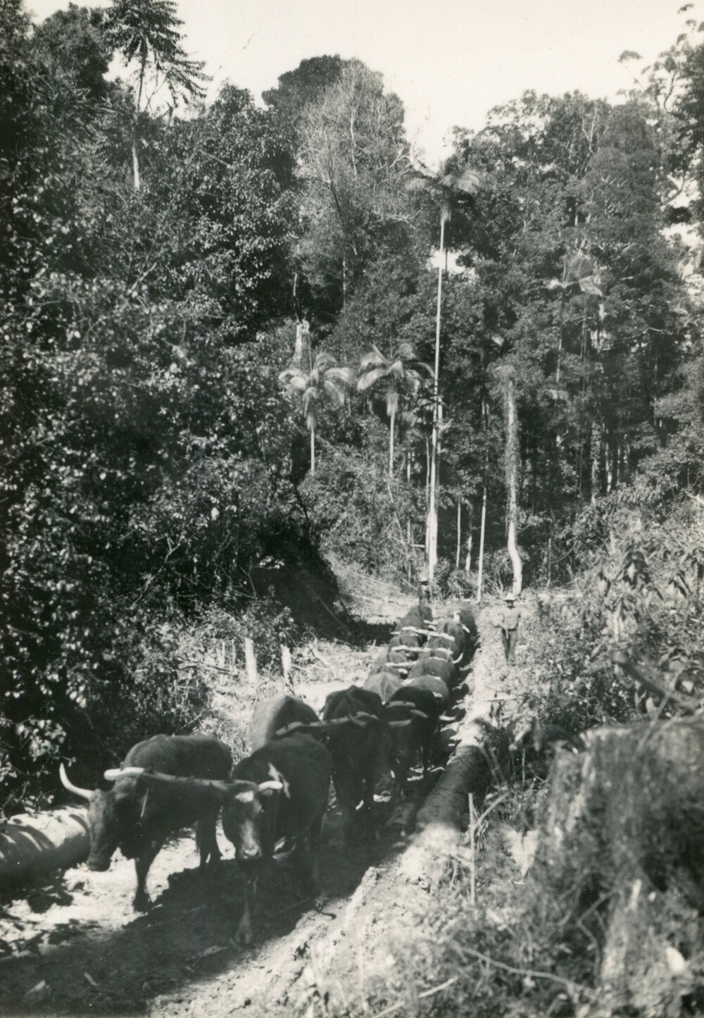 A bullock team traverses Bucca Creek, 1930