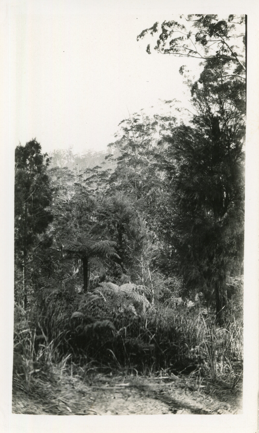Rainforest at Karangi, 1930s