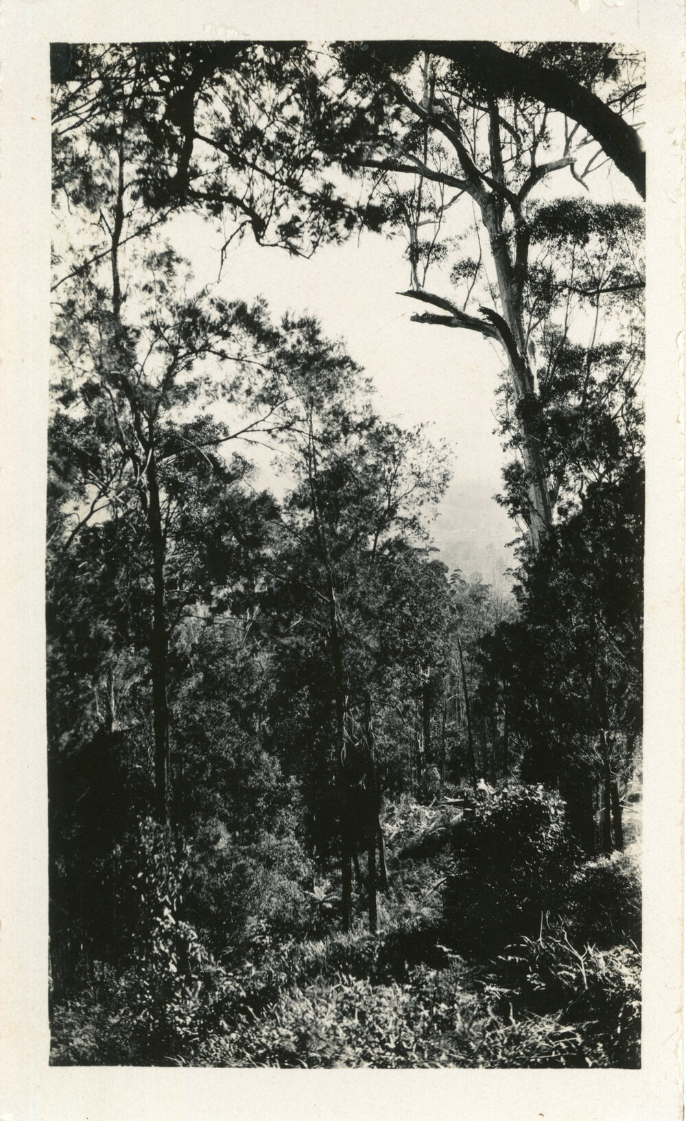 Bush scene, 1930