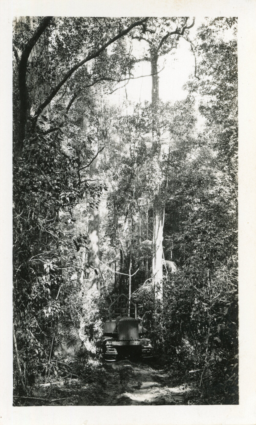 Timber-getting in the Bucca Creek area, c. 1930