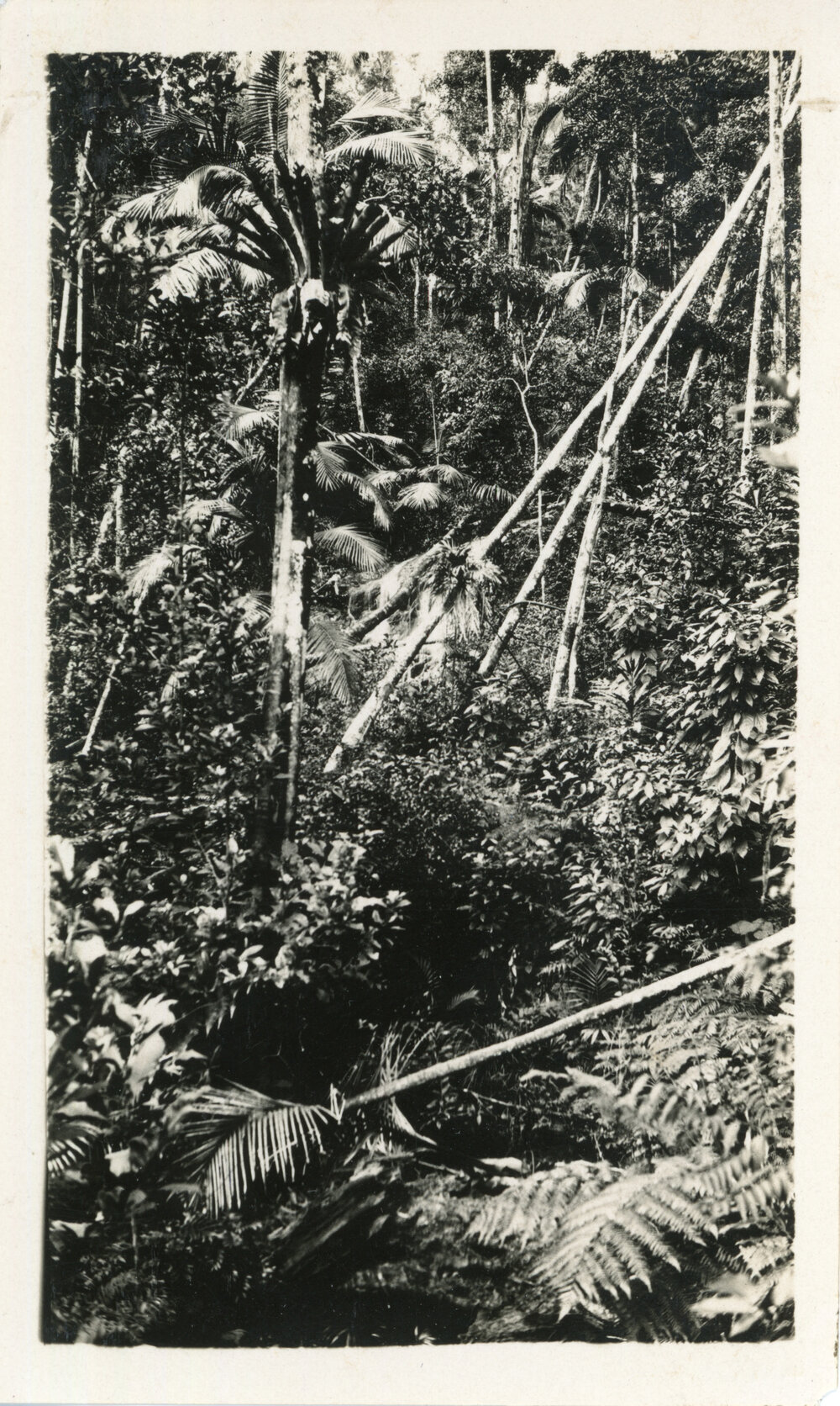 On the Maston property at Karangi, 1930
